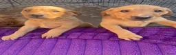Labrador Retriever dogs for sale: Labrador puppies in Darlington - Advert 4