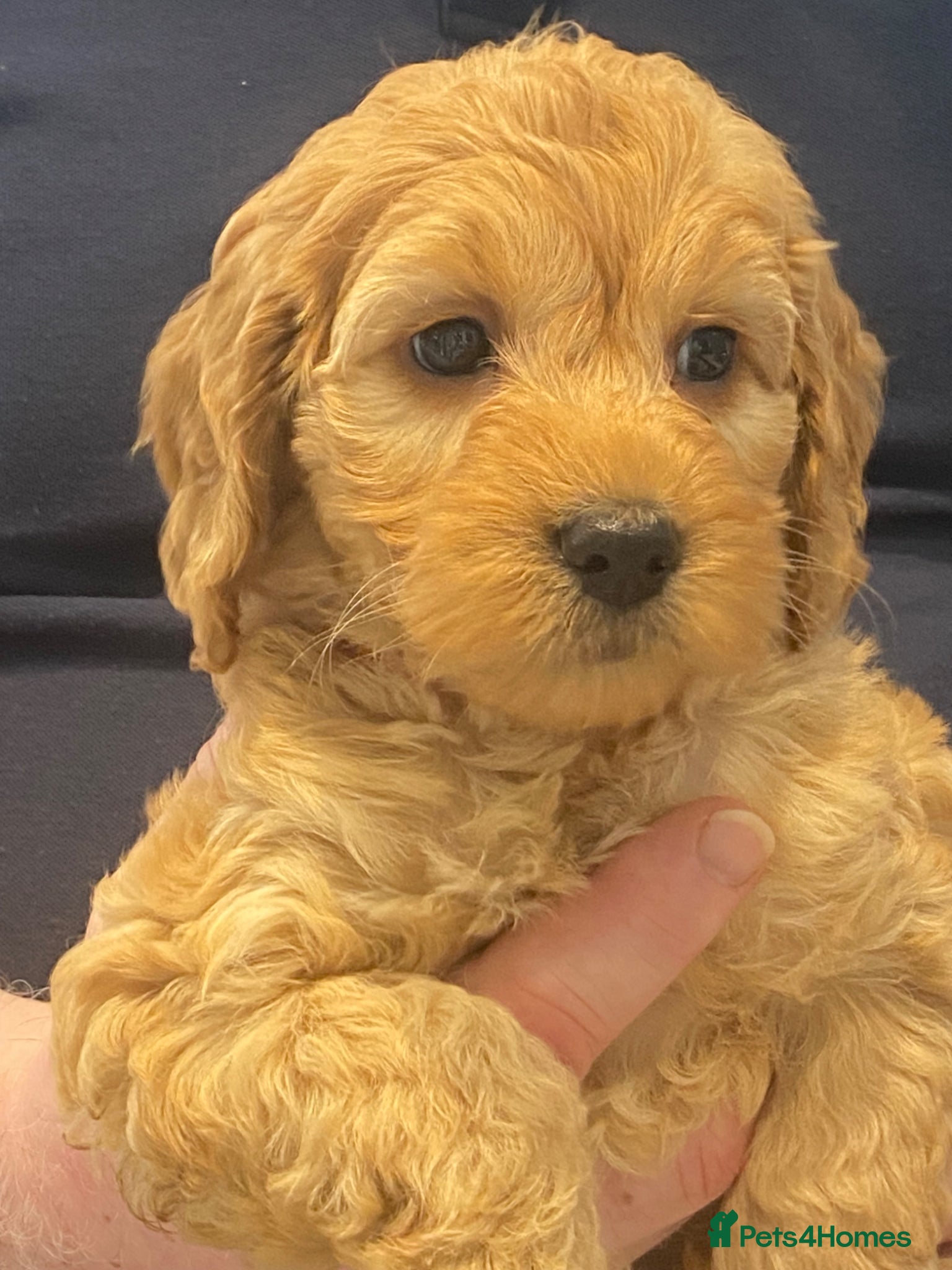 Cockapoo dogs  Cockapoo Puppies (Toy-Miniature) - Advert 1