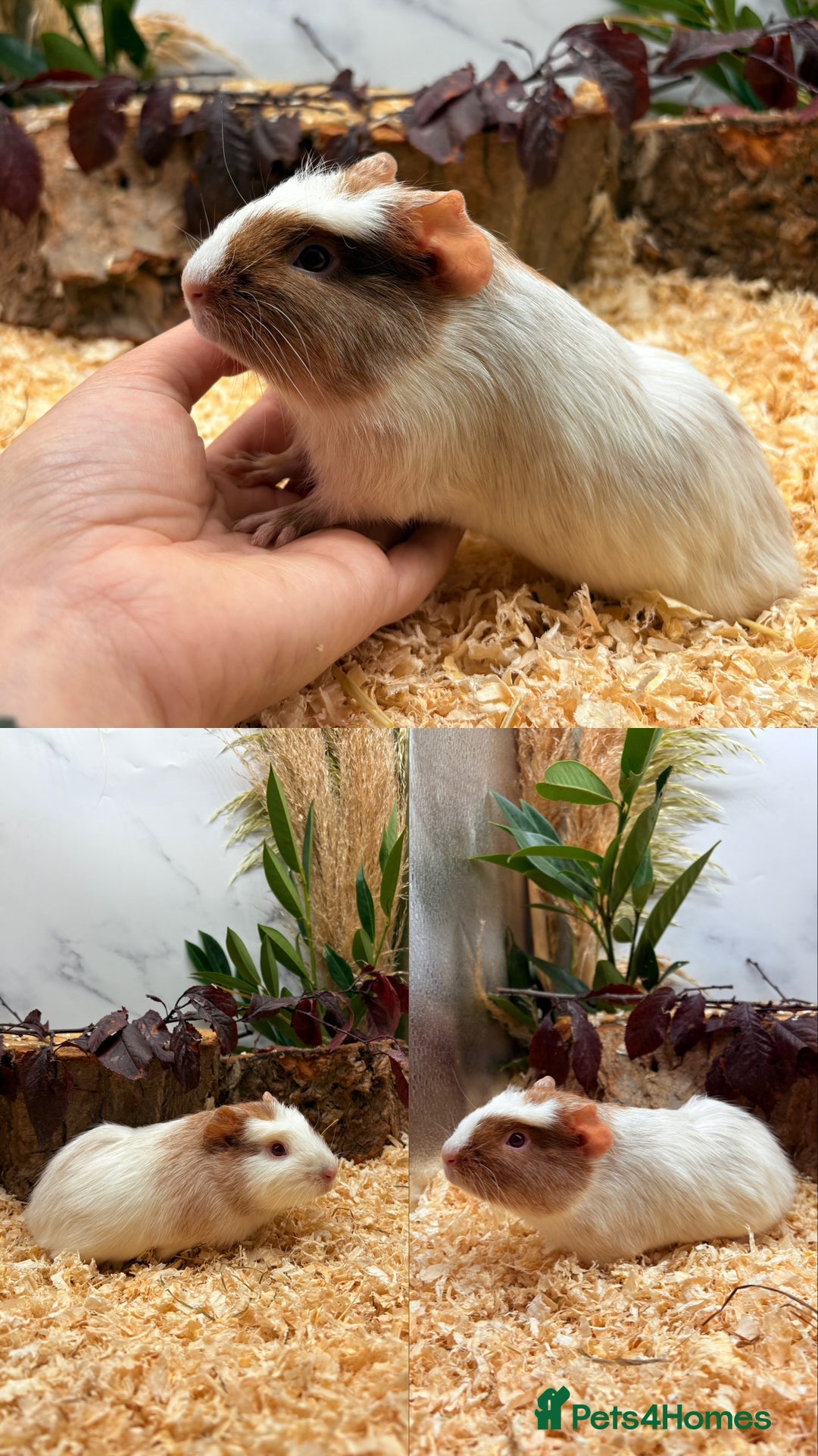 Guinea Pig rodents for sale: ✨Lots of Baby boy Guinea Pigs ✨🐹🩵 - Image 26