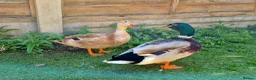 Ducks poultry for sale: Adorable, hand-raised pet ducklings!  - Advert 5