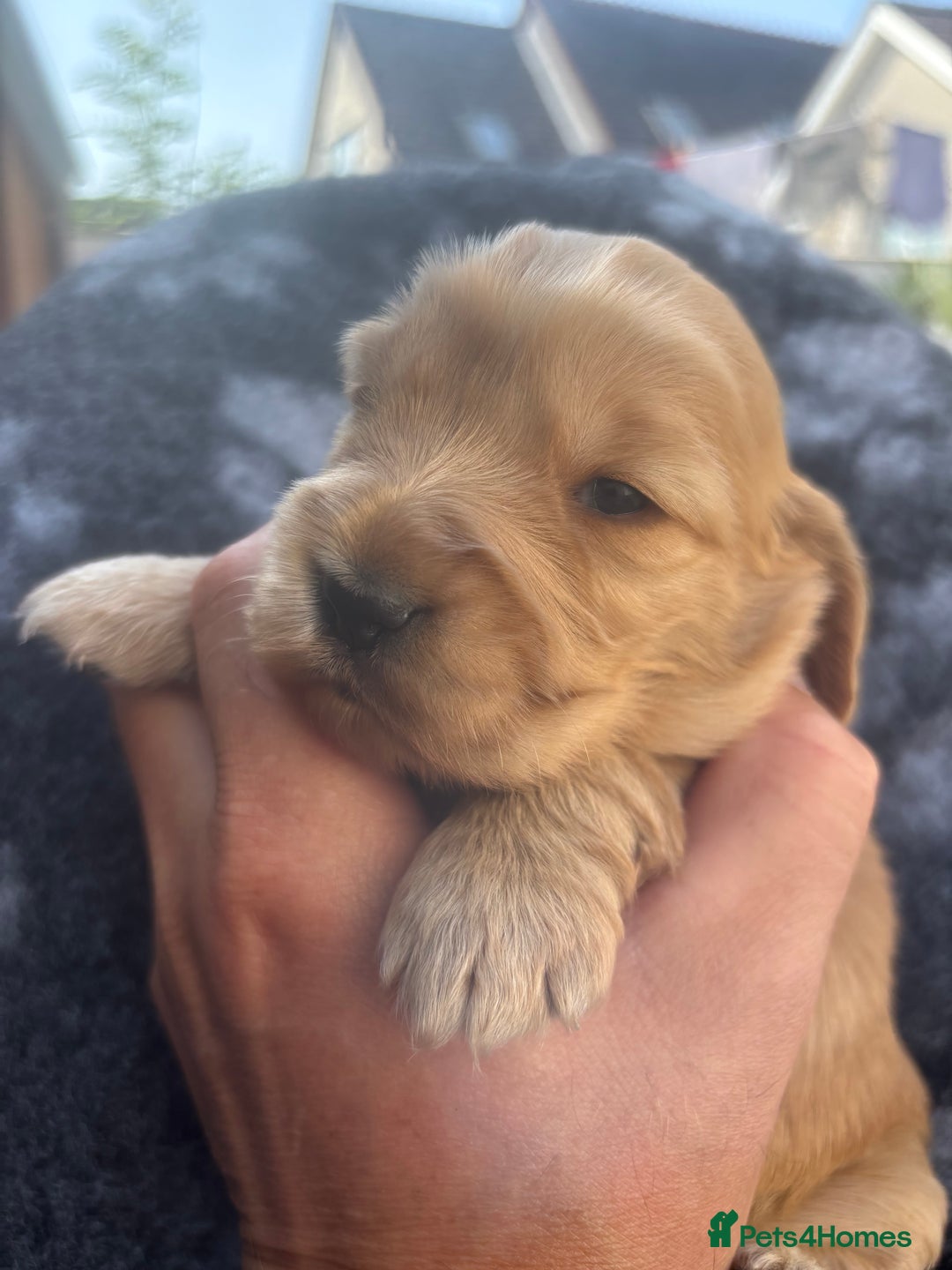 Cocker Spaniel dogs for sale: KC Reg show Type Cocker Spaniels VILLASPANIOL sire - Image 27
