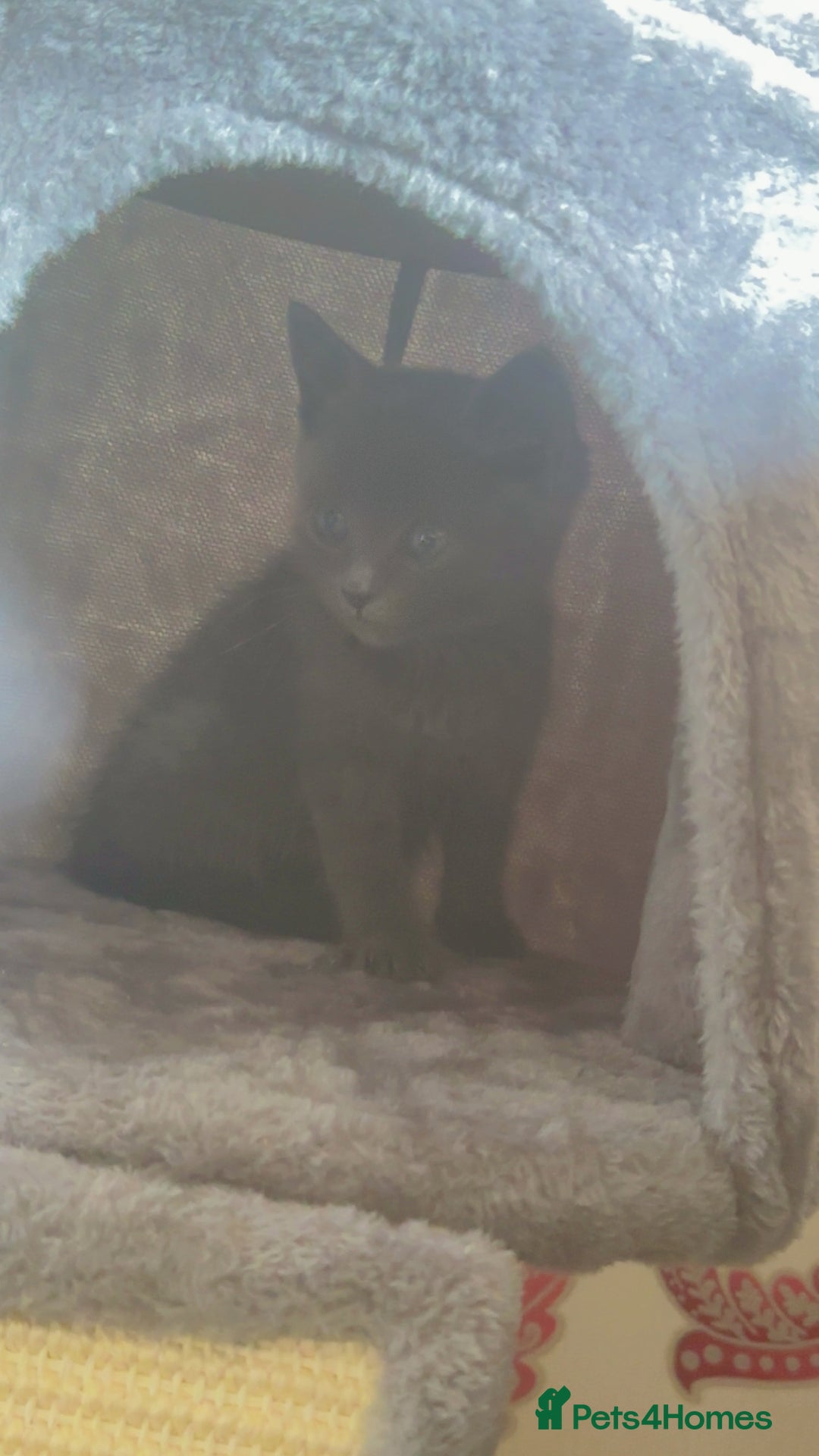 British Shorthair cats for sale: British shorthair for sales  - Image 3