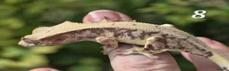 Gecko reptiles for sale: Various crested geckos - Advert 15