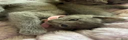 Russian Blue cats for sale: TICA REGISTERED Pure Breed Russian Blue Kittens - Advert 15