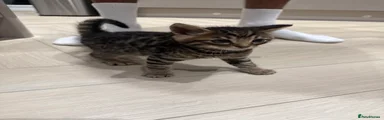 Bengal Kitten 1