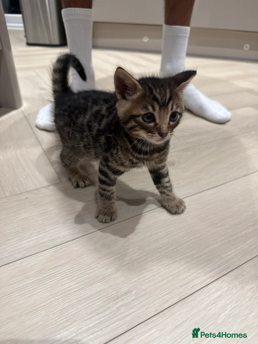 Bengal cats for sale: Bengal mixed kitten - Advert 6