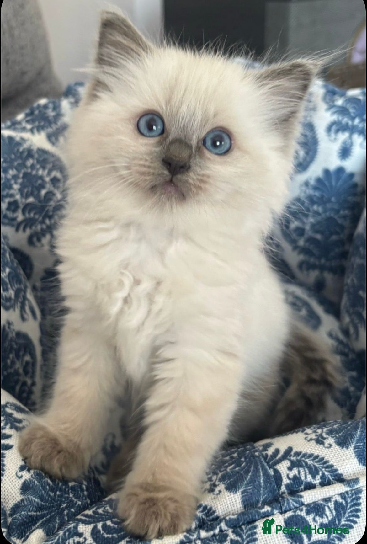 Ragdoll cats Beautiful Ragdoll kittens  - Advert 14