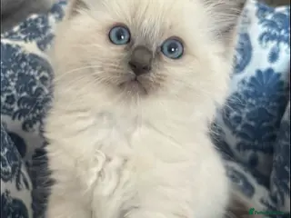 Ragdoll cats Beautiful Ragdoll kittens - Advert 14