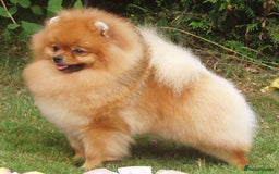 Pomeranian dogs for sale: pomeranian baby girl  - Image 1