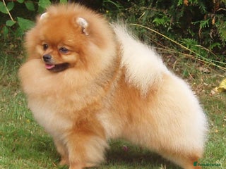 Pomeranian dogs - Advert 1