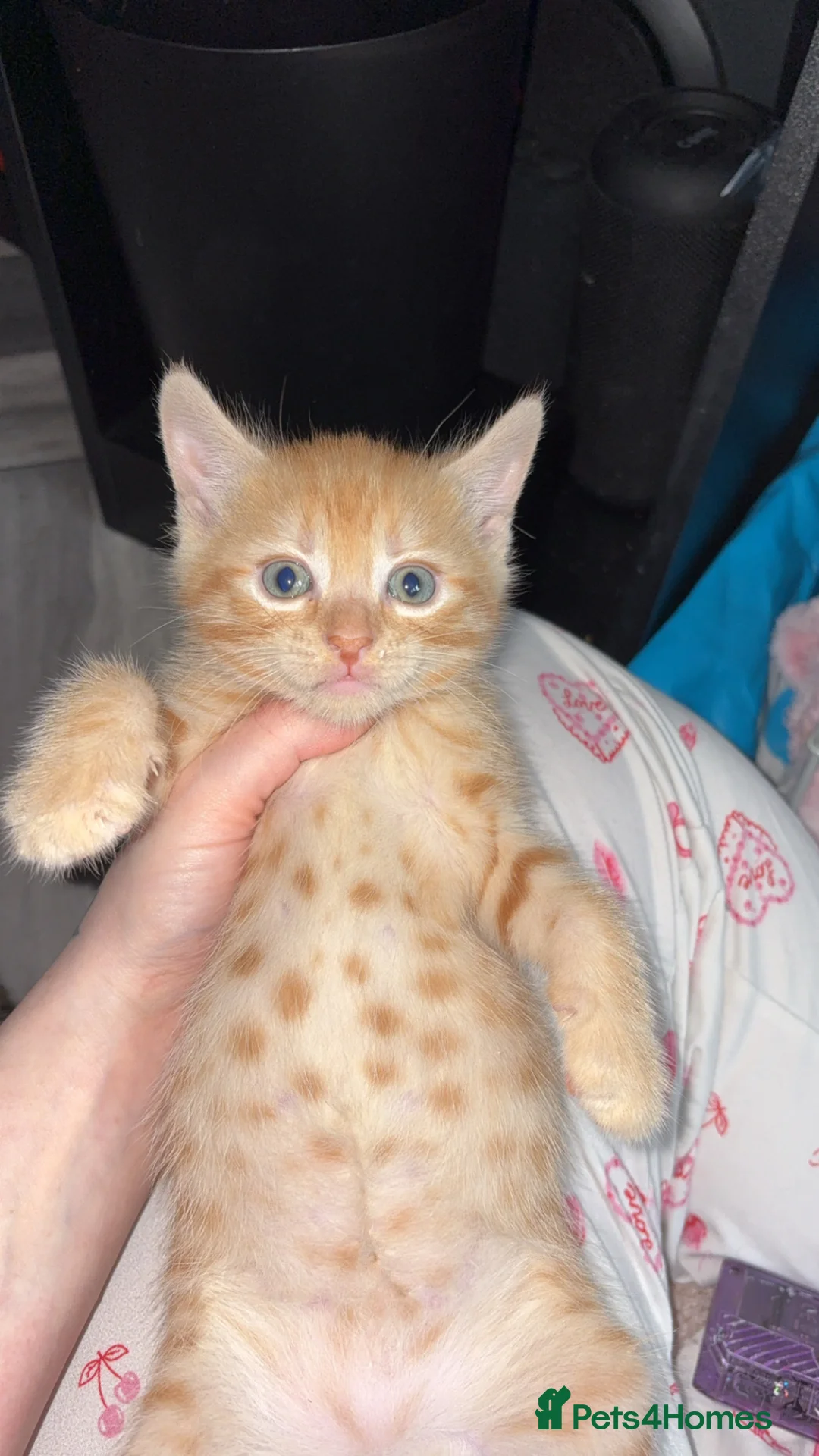 Mixed Breed cats for sale: Male ginger kitten - Advert 1