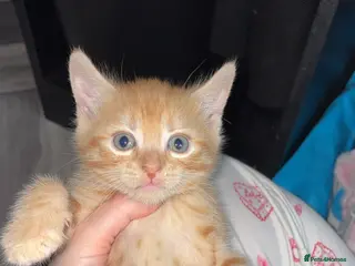 Mixed Breed cats Male ginger kitten - Advert 7