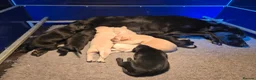 Labrador Retriever dogs for sale: Kc Registered Lab Pups - Advert 3