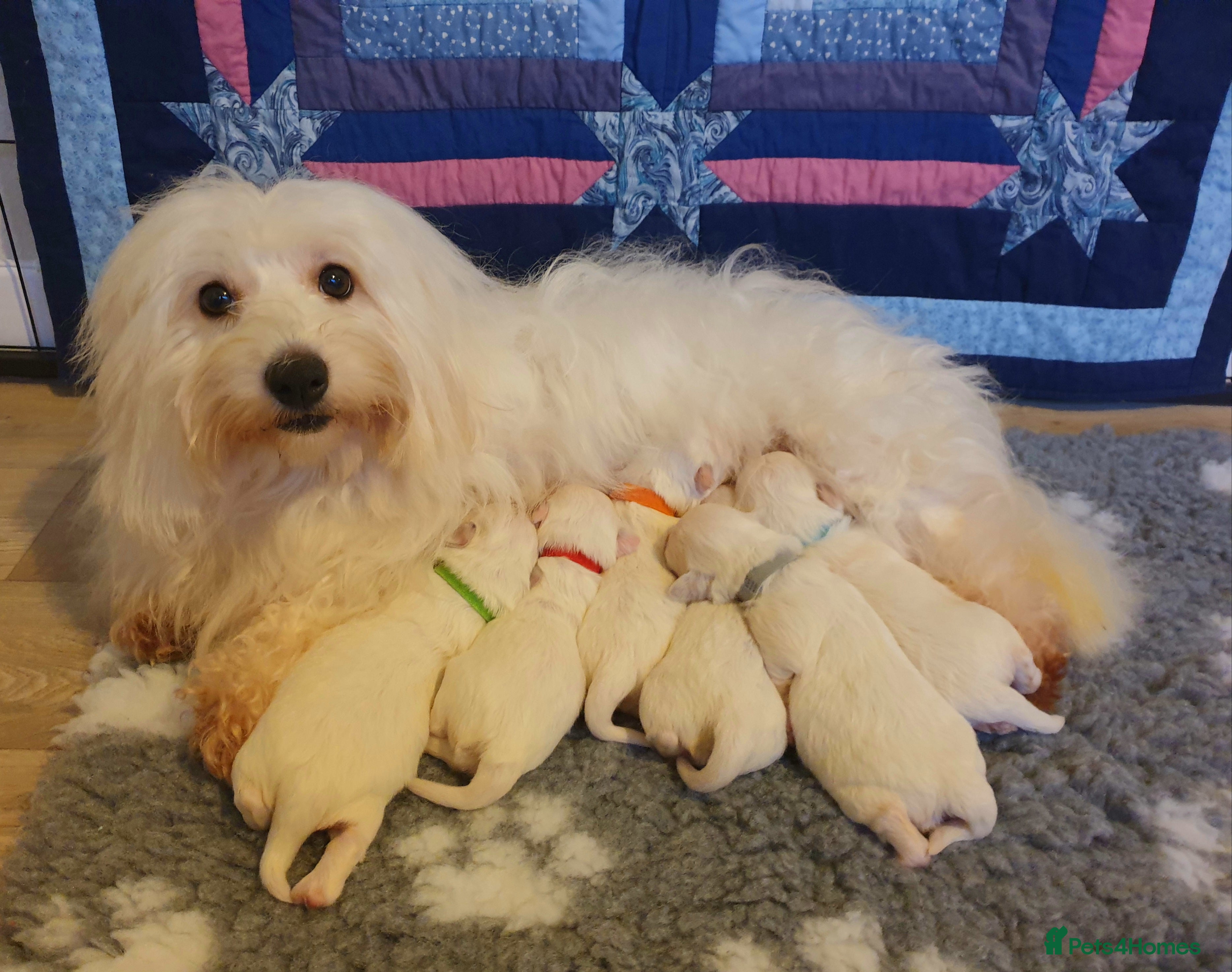 Coton De Tulear dogs K.C. Reg. Coton de Tulear, health tested parents - Advert 11