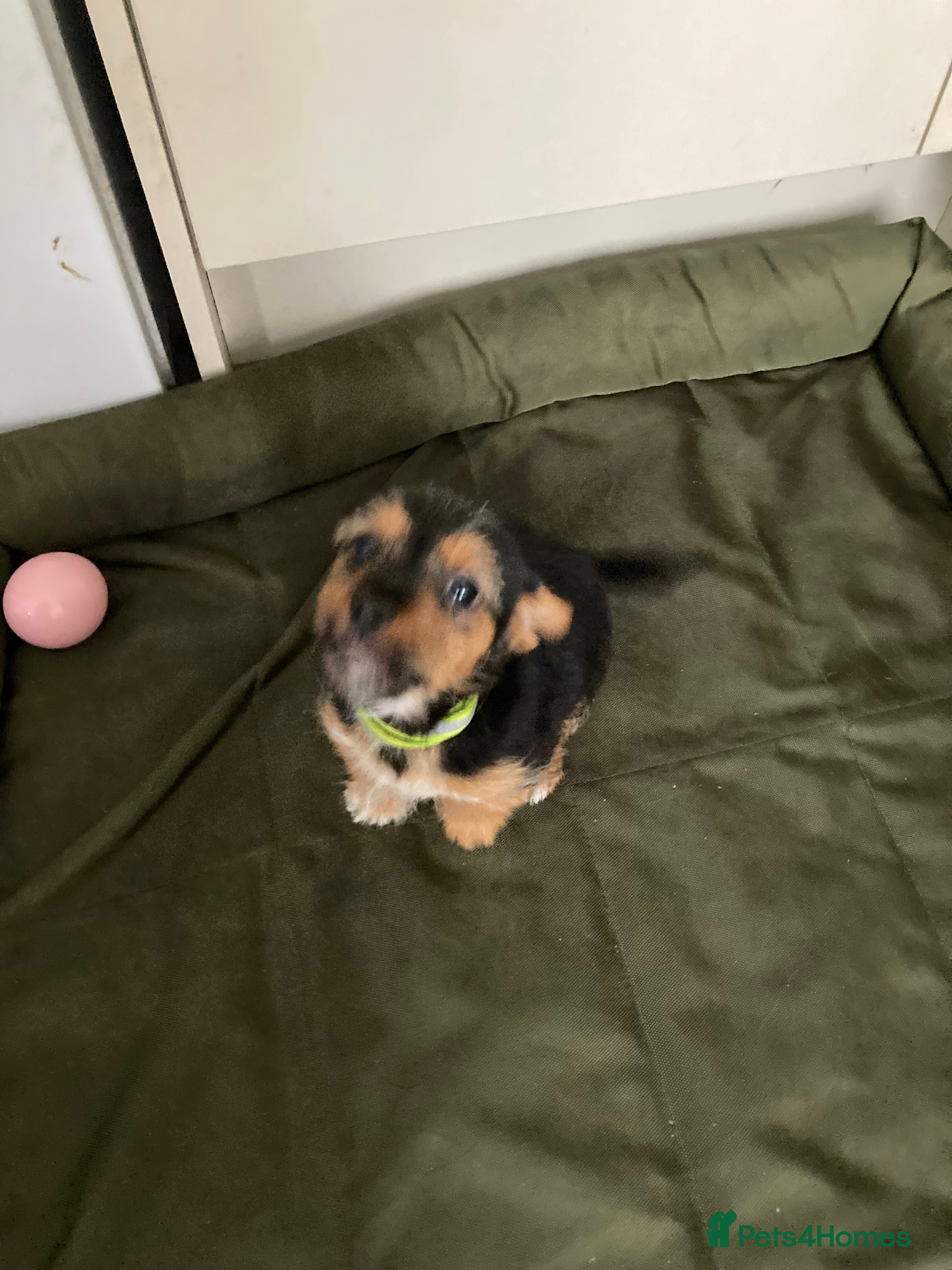 Jack Russell dogs Jack Russell  - Advert 3