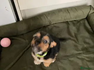 Jack Russell dogs Jack Russell - Advert 1