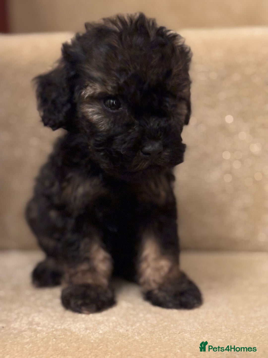 Cavapoo dogs for sale: F1A Cavapoos - Advert 17