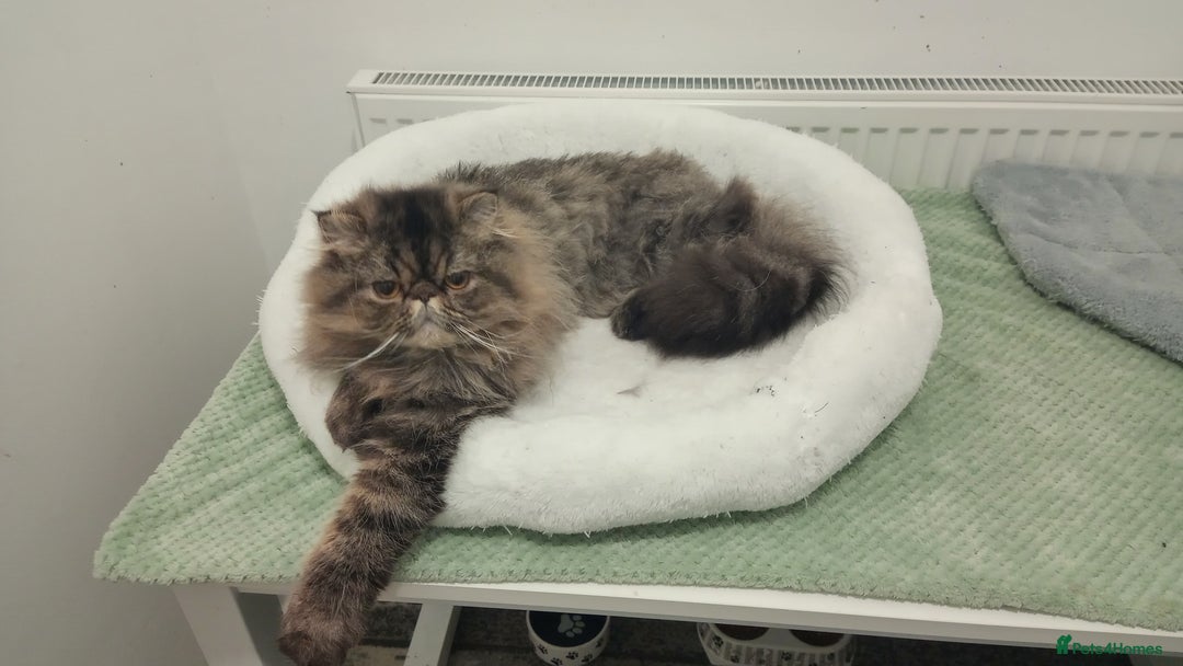 Persian cats for sale: Lovely boy rehoming  - Image 13