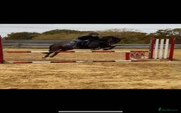 Irish Thoroughbred horses for sale: Second pony for games / hunting - Advert 8