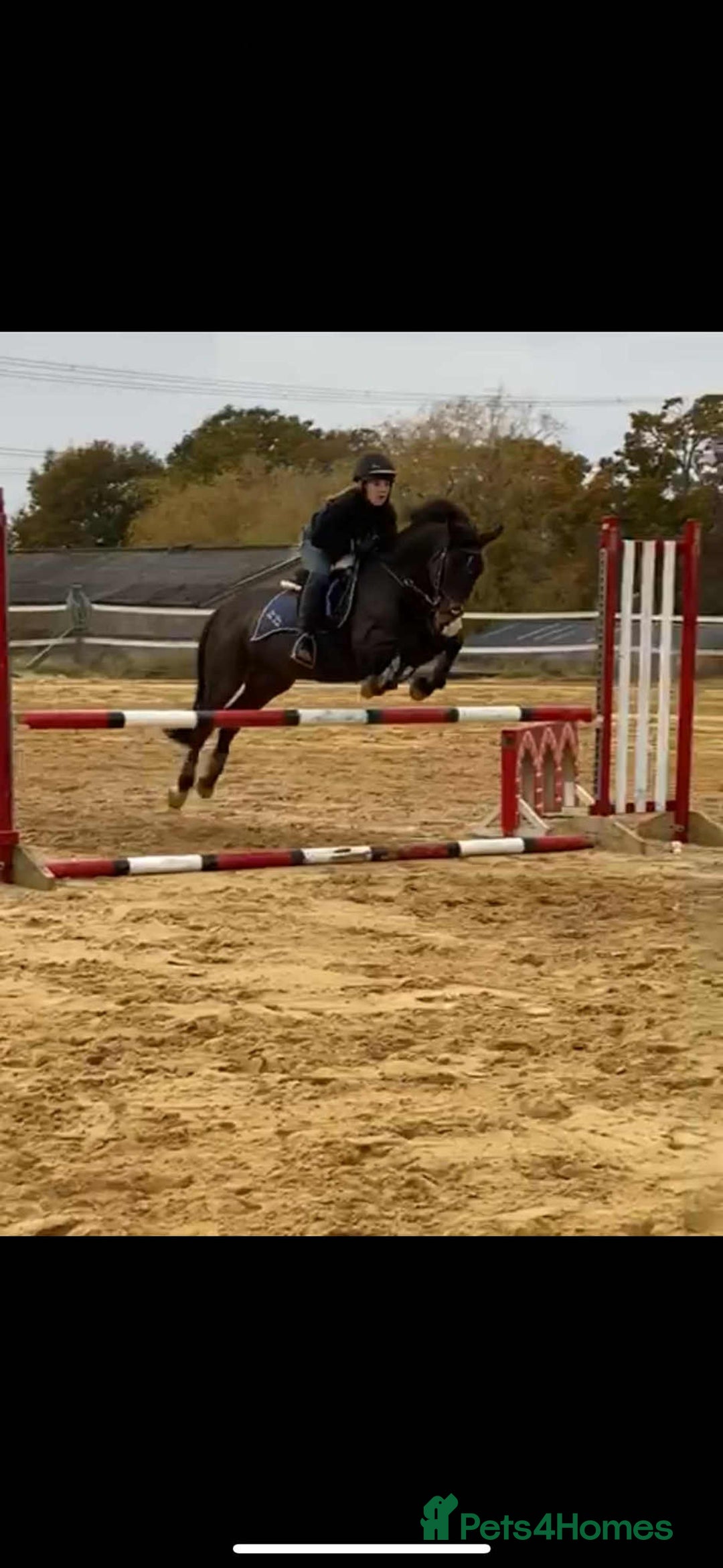 Irish Thoroughbred horses for sale: Second pony for games / hunting - Advert 8