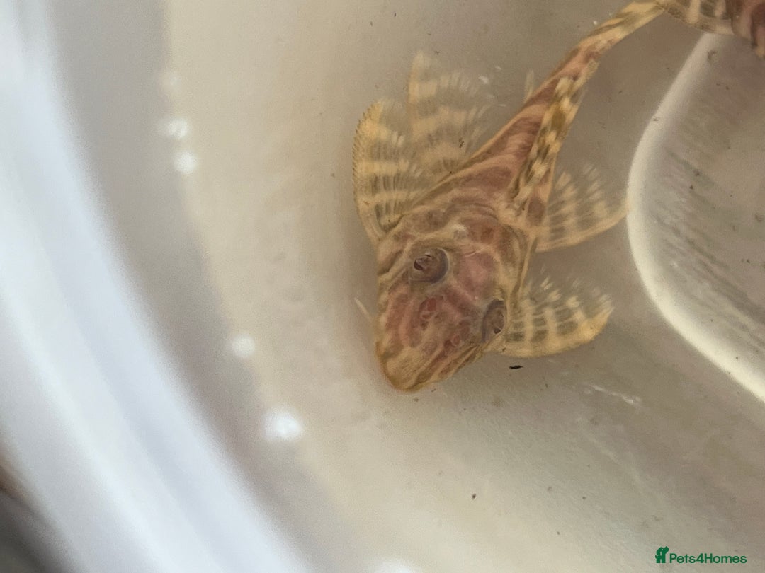 Plecos fish for sale: L333 albino Plecs. £40 - Image 3