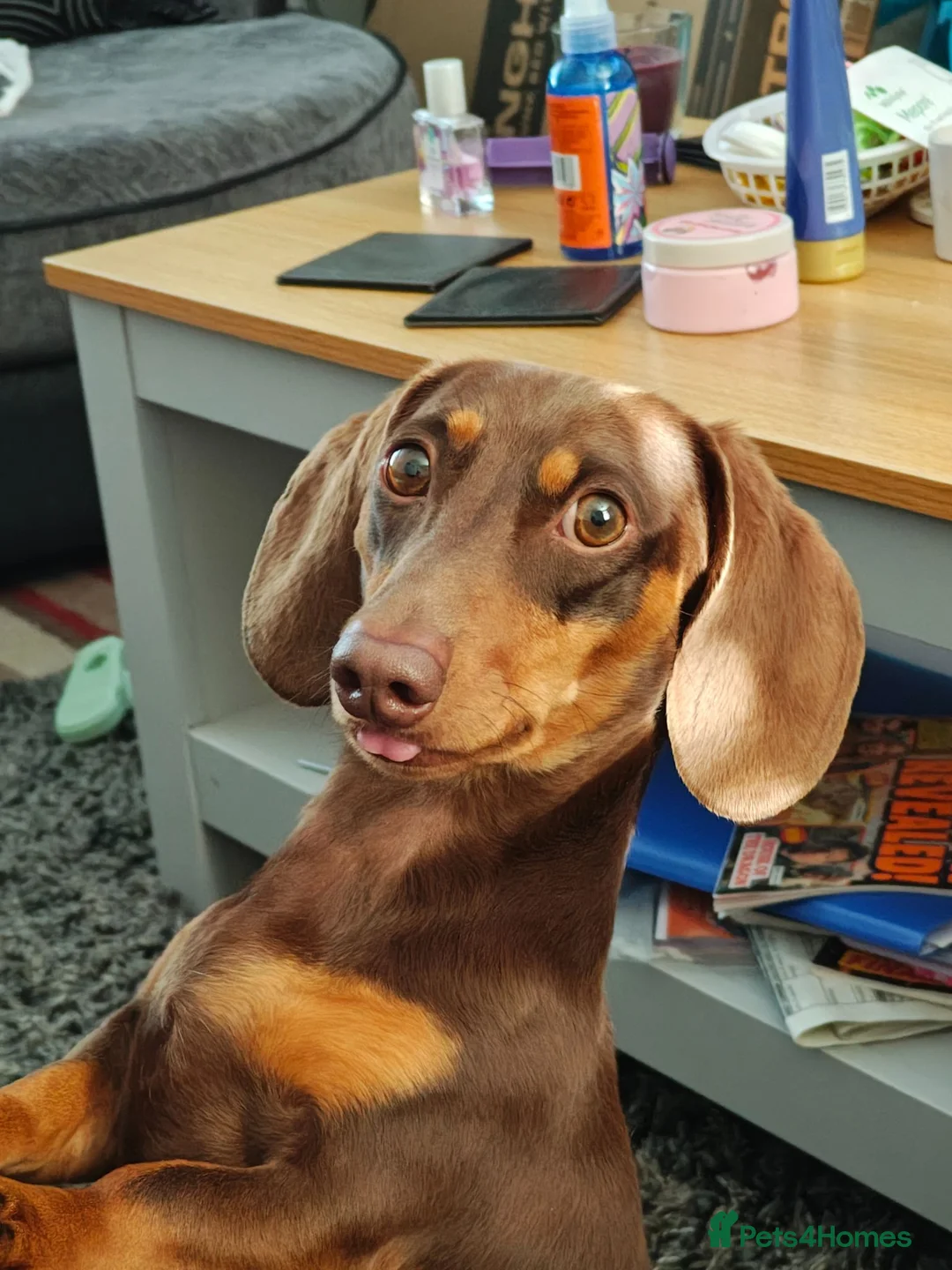 Miniature Dachshund dogs for sale: Miniature dachshund boy - Advert 1