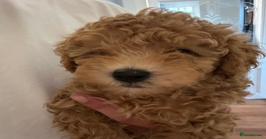 Toy Poodle dogs - Advert 3