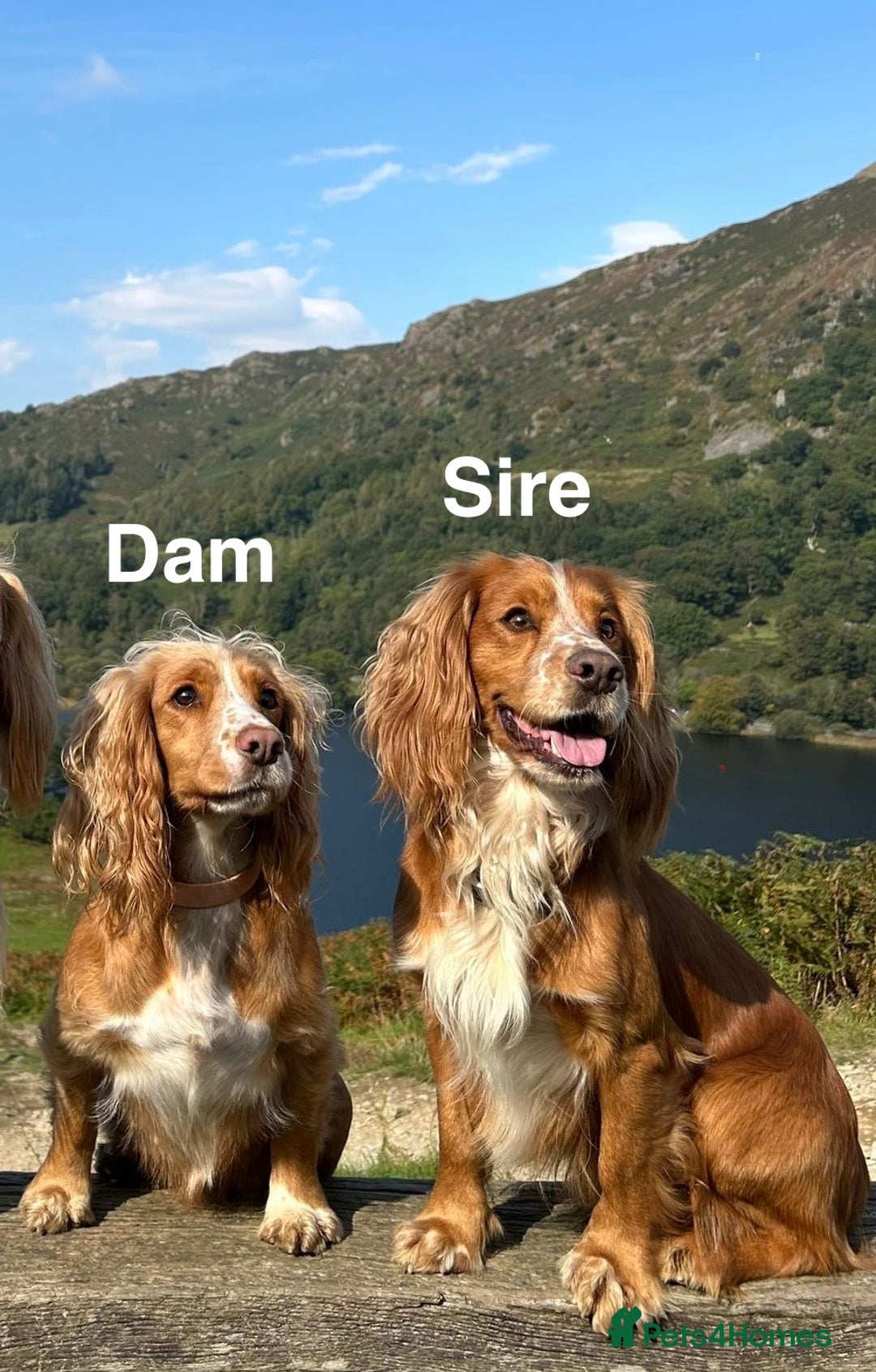 Cocker Spaniel dogs for sale: Gorgeous KC Working Cockers - Image 3