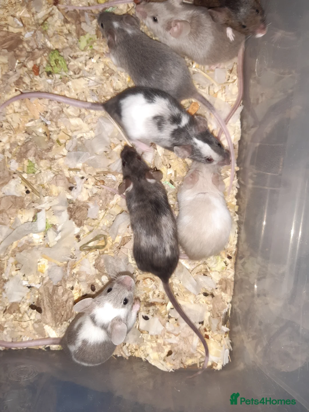 Mouse rodents for sale: Baby female fancy mice ready now - Advert 5