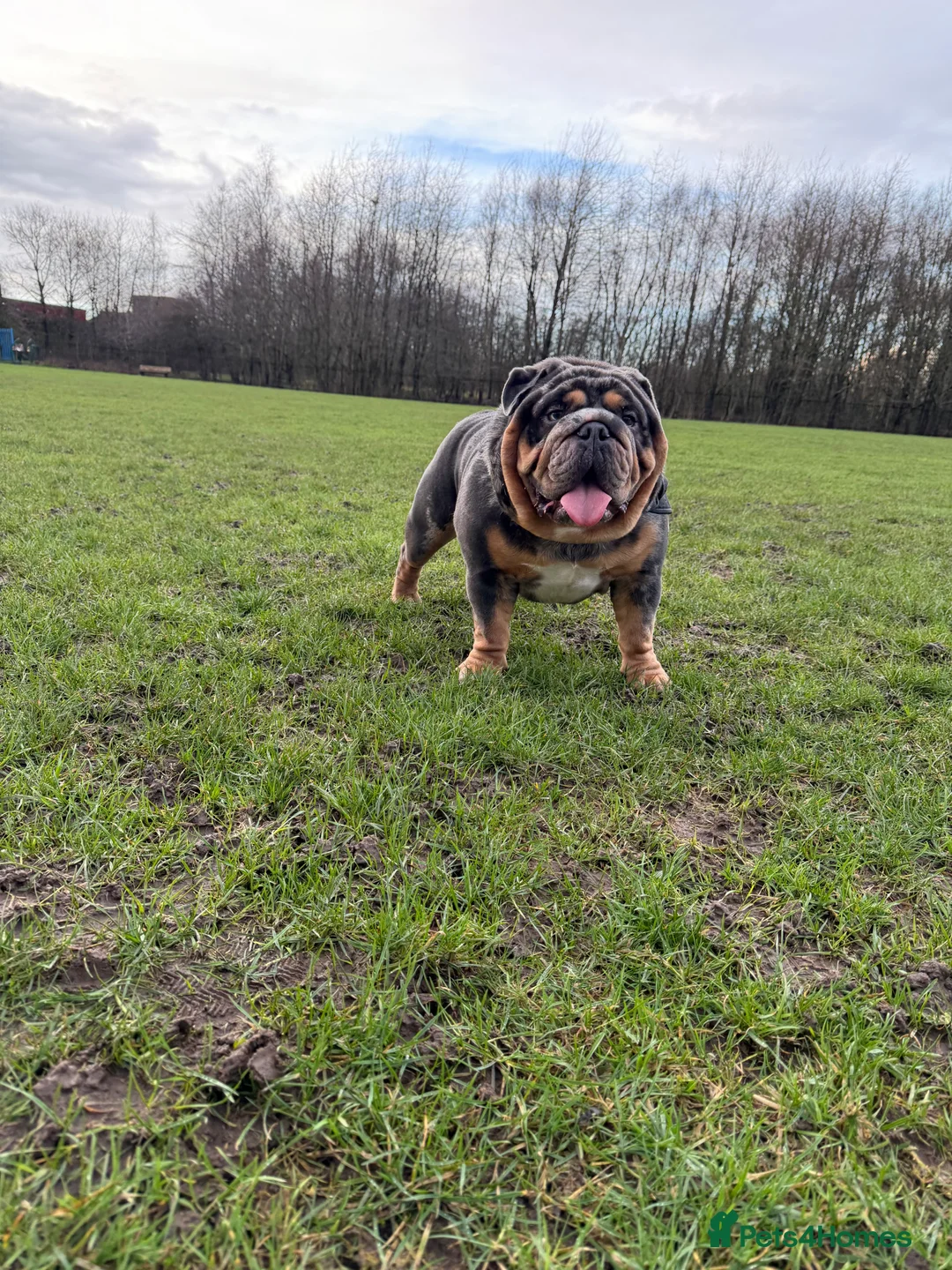 English Bulldog dogs for stud: Blue, Lilac & Tan Merle British Bulldog |STUD ONLY - Advert 2