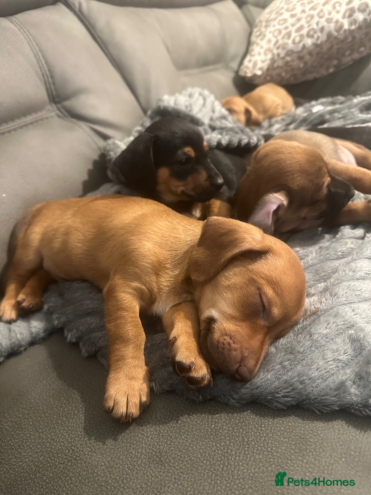 Mixed Breed dogs Ready soon! 🐾 Stunning JR / Dachshund Puppies 🐾  - Advert 2