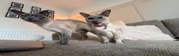 Siamese cats for sale: 2 Siamese older cats in Sheffield - Advert 1
