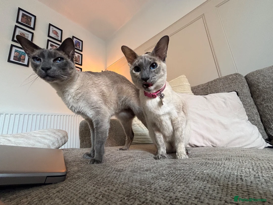 Siamese cats for sale: 2 Siamese older cats in Sheffield - Advert 1