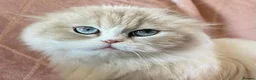 Scottish Fold cats for sale: 🧸EXTREMELY RARE TICA FAWN SCOTTISH/BSH 😻🧸 - Advert 20
