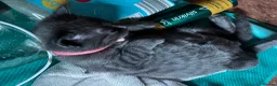Mixed Breed cats for sale: Gorgeous grey kittens for sale - Advert 4