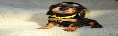 Cocker Spaniel 5
