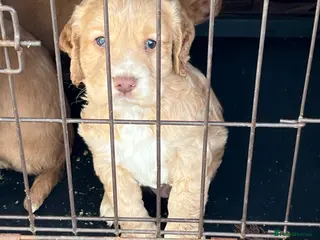 Cocker Spaniel dogs 4th GEN KC champion Working Cockers - Advert 1