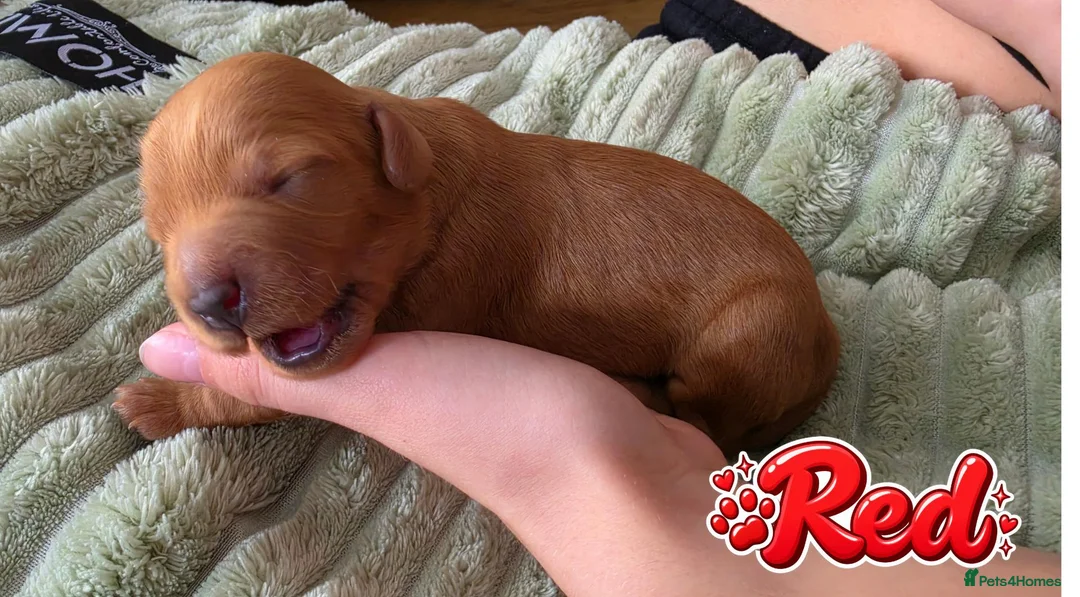 Mixed Breed dogs for sale: 4 Beautiful Cavapoo/Australian Labradoodle Puppies - Advert 34