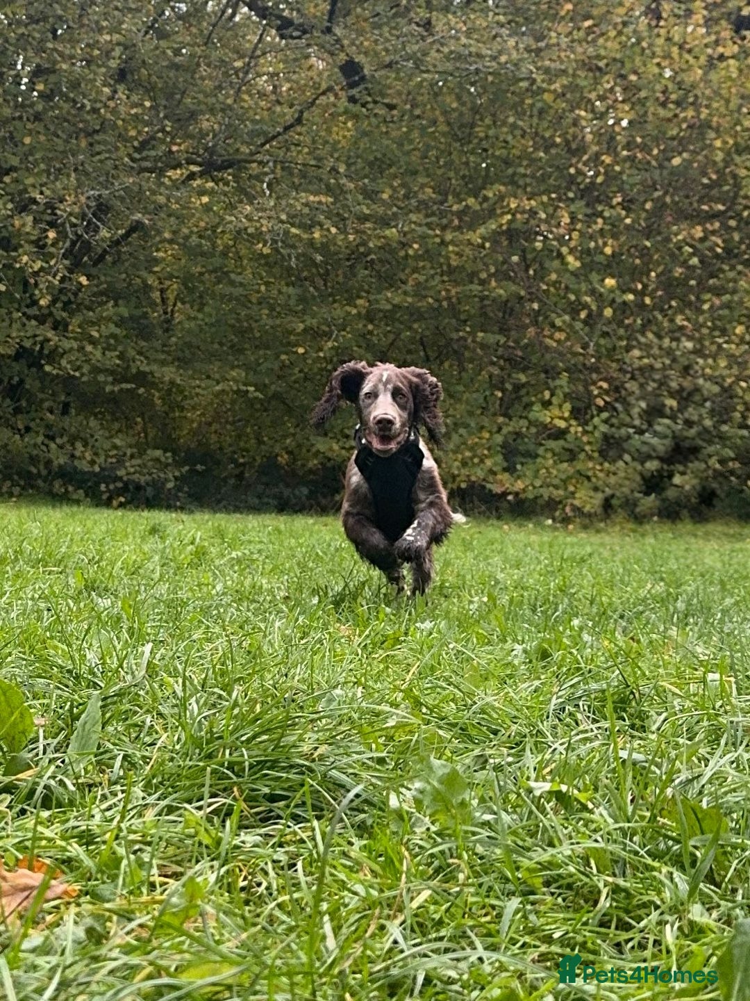 Cocker Spaniel dogs for sale: Cocker Spaniel  - Advert 5