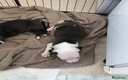 Staffordshire Bull Terrier dogs for sale: Black/ white/ grey staffies - Image 16