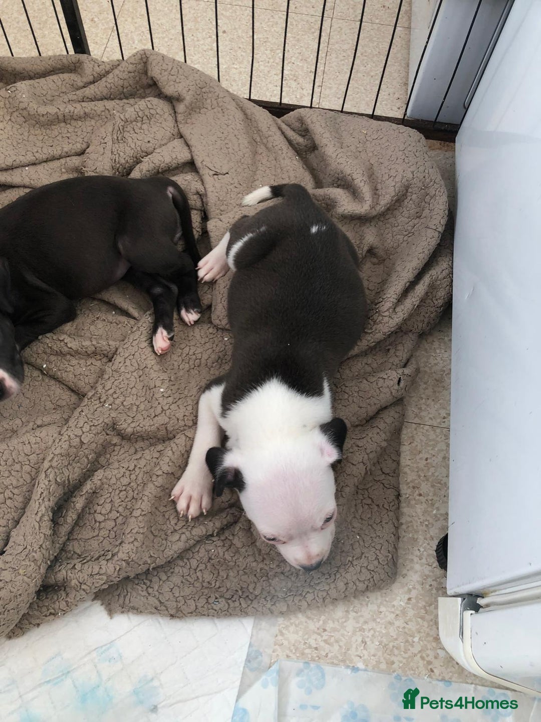 Staffordshire Bull Terrier dogs for sale: Black/ white/ grey staffies - Image 16