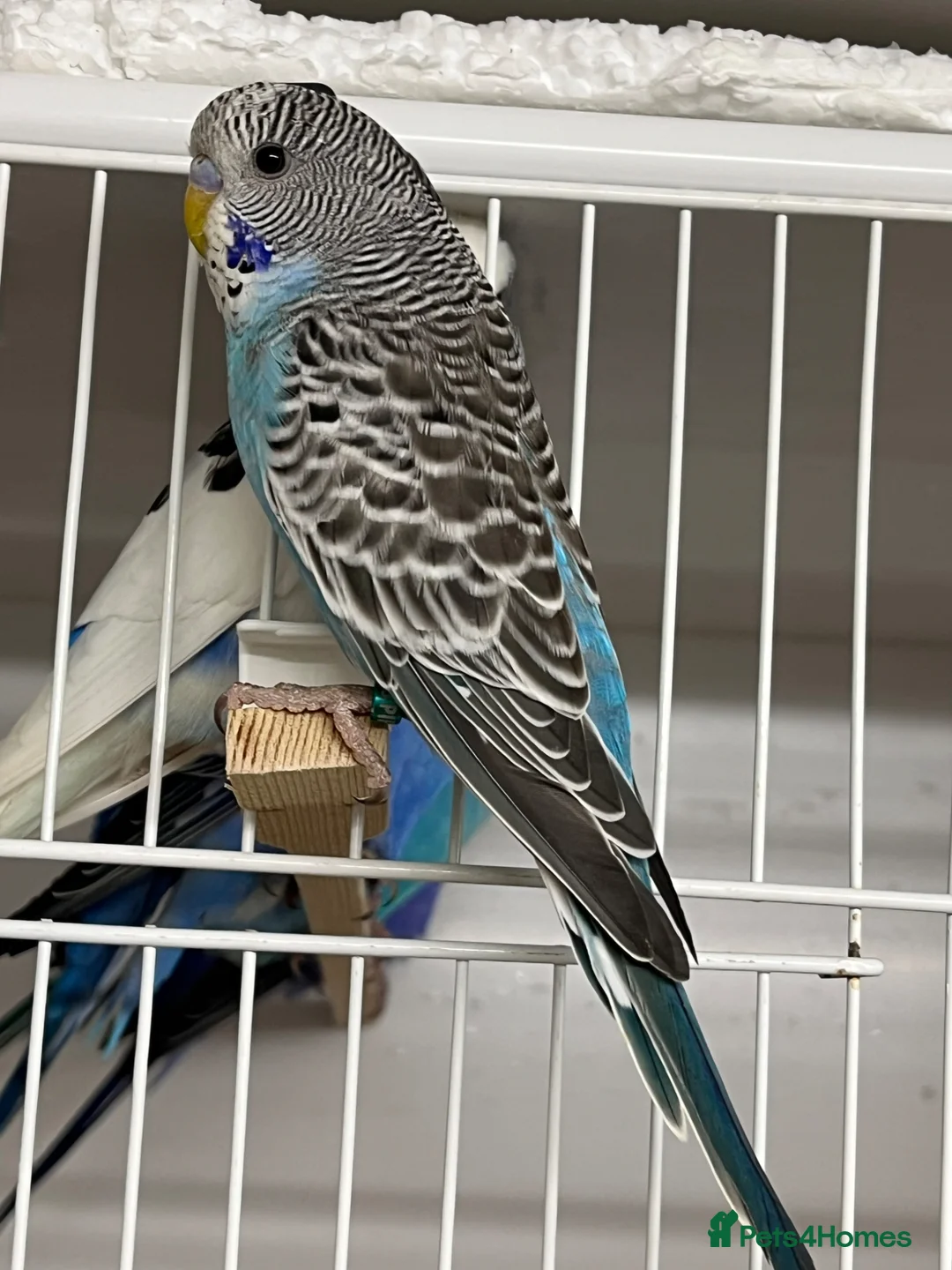 Budgerigars birds for sale: Budgie chicks  - Advert 2