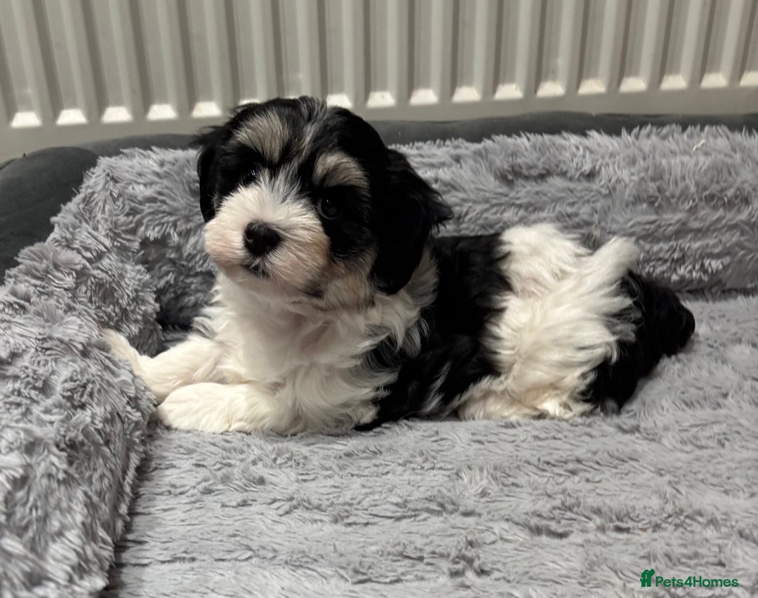 Havanese dogs for sale: 3 Beautiful Havanese Pedigree Puppies - Image 17