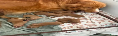 Nova Scotia Duck Tolling Retriever 1