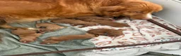 Nova Scotia Duck Tolling Retriever dogs for sale: Fantastic nova pups  - Advert 11