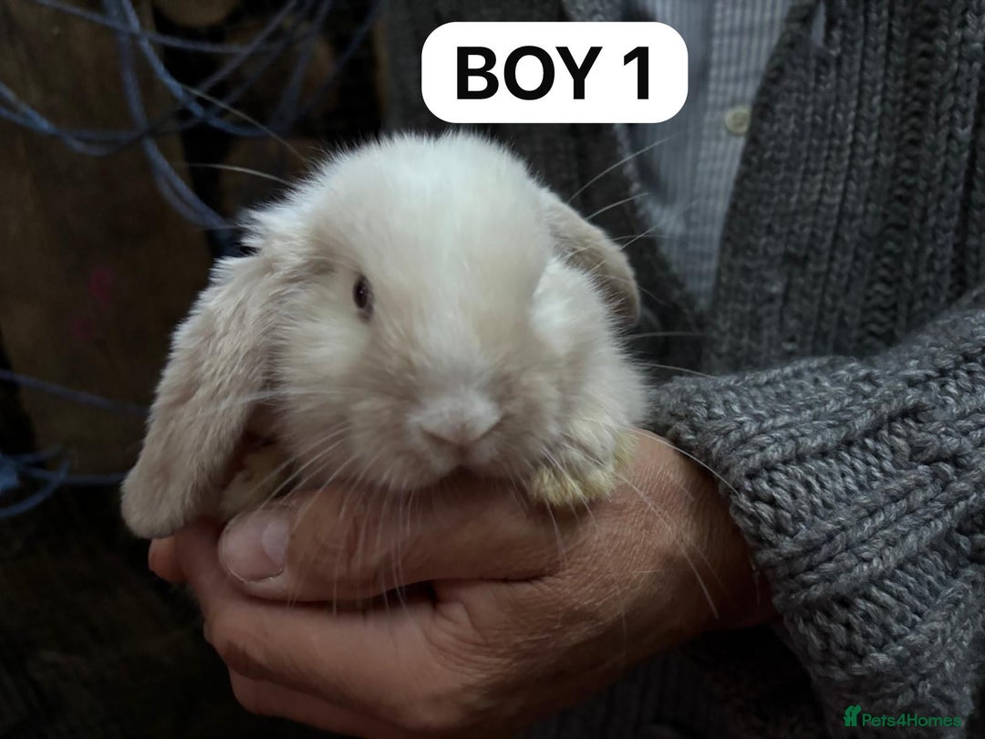 Mini Lop rabbits for sale: Friendly, Handled, Beautiful Baby Bunnies for Sale - Image 37