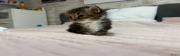 Mixed Breed cats for sale: Gorgeous Mainecoon x Bengal - Advert 10