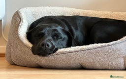 Labrador Retriever dogs for sale: Beautiful Labrador Retriever puppies - Image 26
