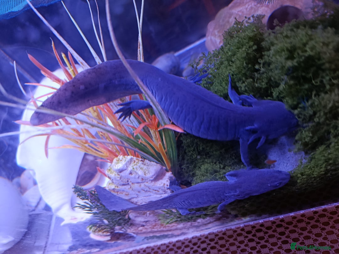 Axolotl reptiles for sale: 🪻Rare Lavender Axolotls Looking for a Loving Home - Advert 5