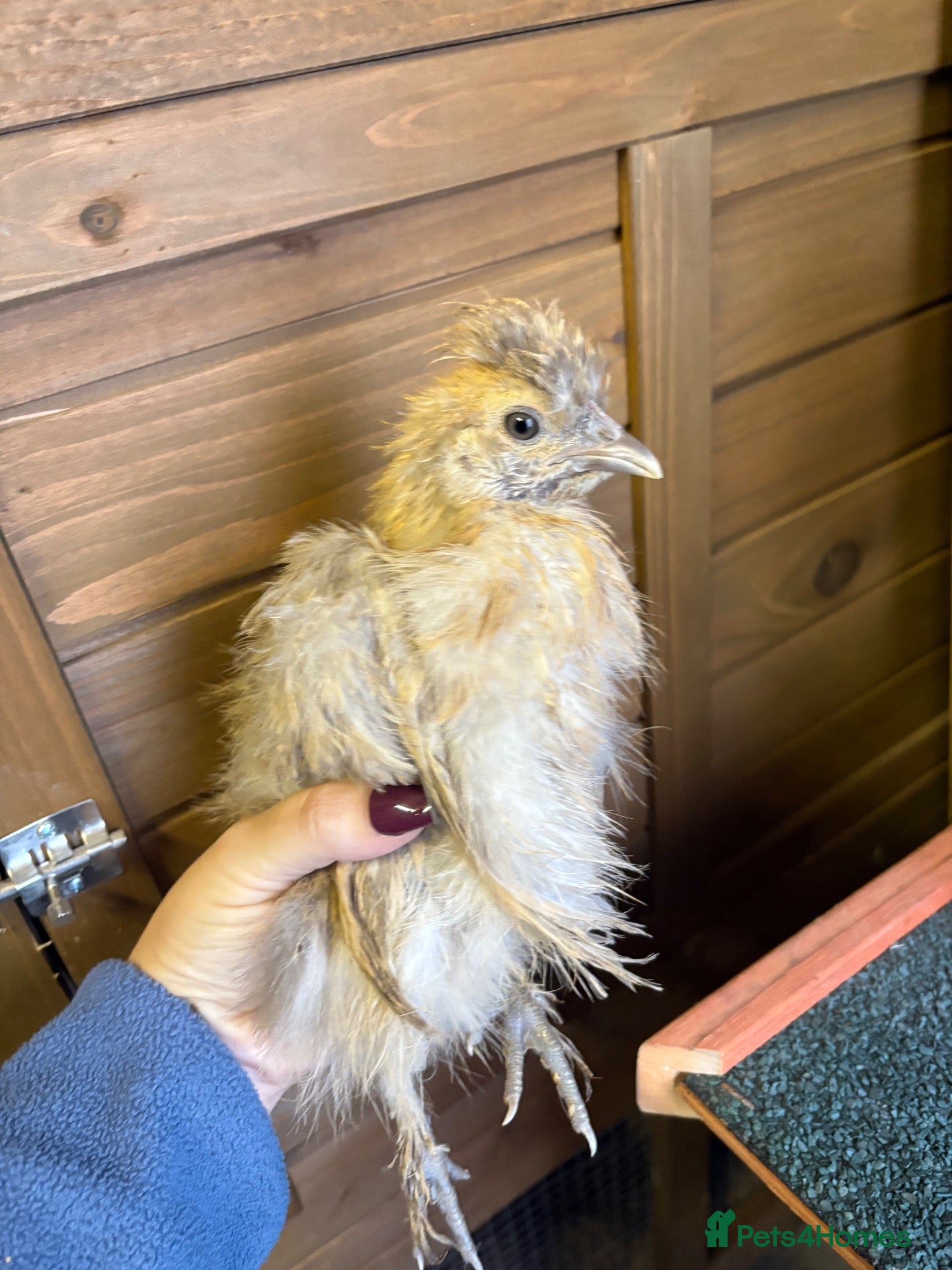 Chickens poultry Two polish fritz and two silkies for sale  - Advert 4